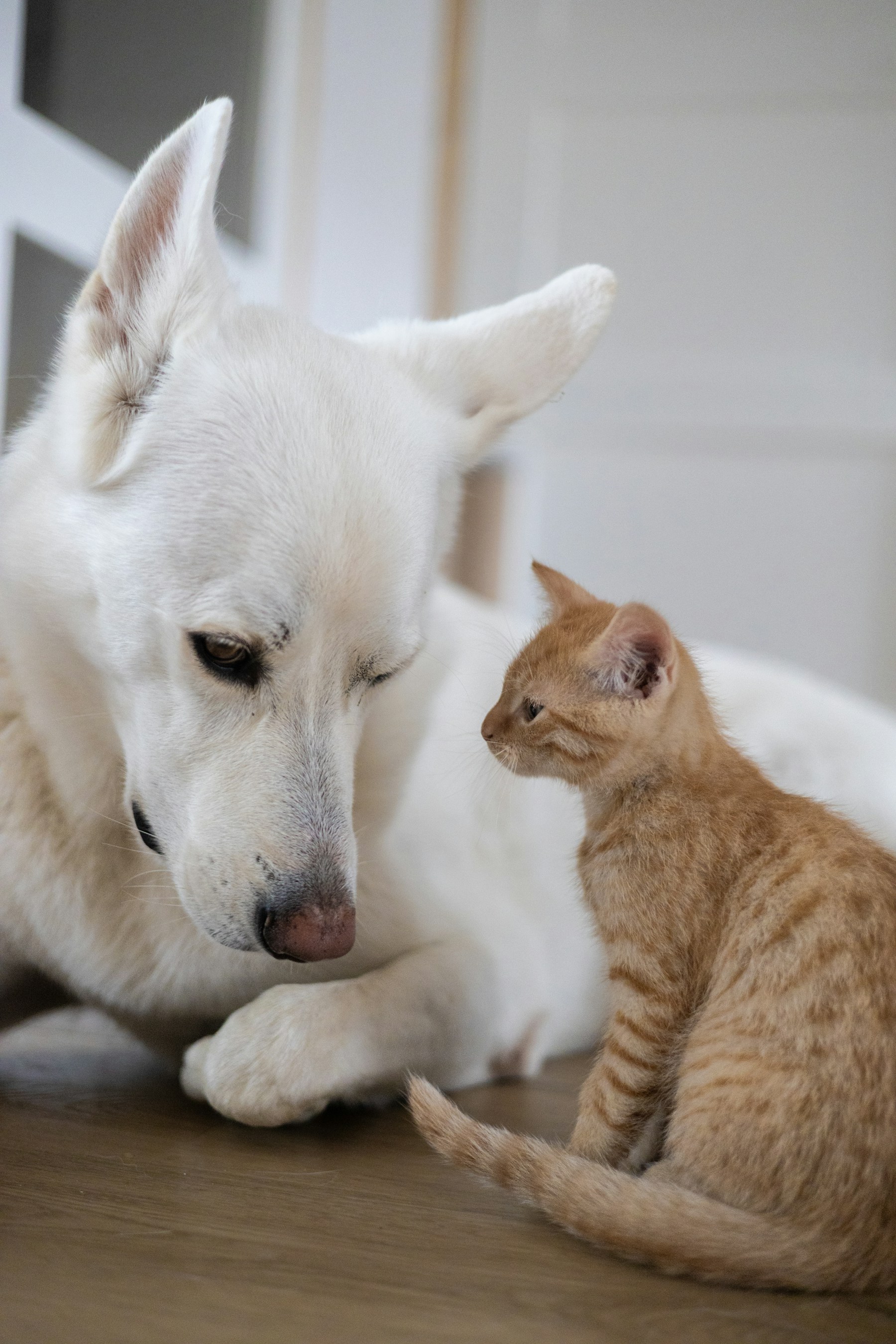 A white shepherd resting beside a ginger kitten at home